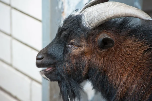 양 ram  