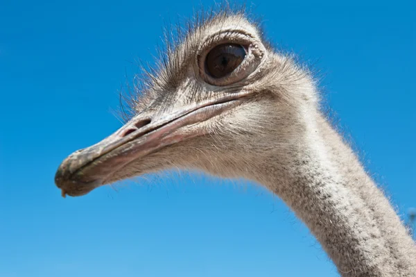 Ostrich — Stock Photo, Image