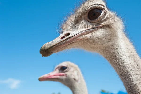 Ostrich — Stock Photo, Image