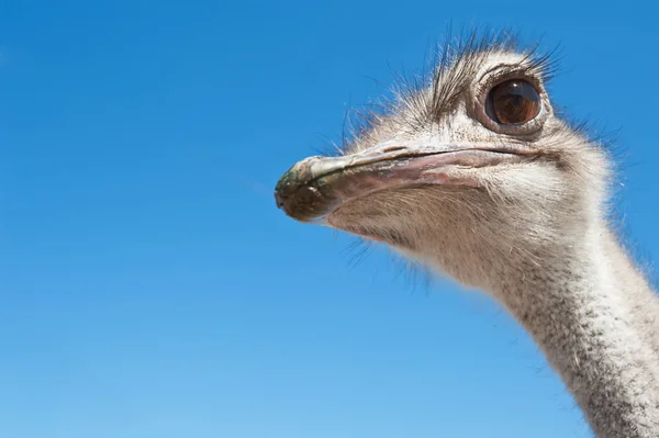 Struisvogel — Stockfoto