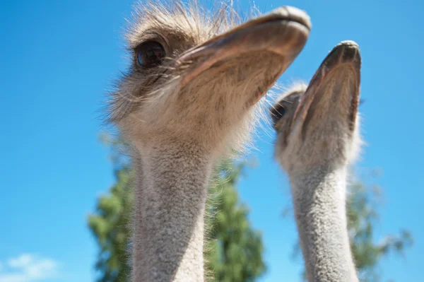 Ostrich — Stock Photo, Image