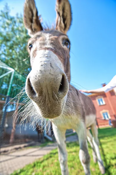 Donkey — Stock Photo, Image