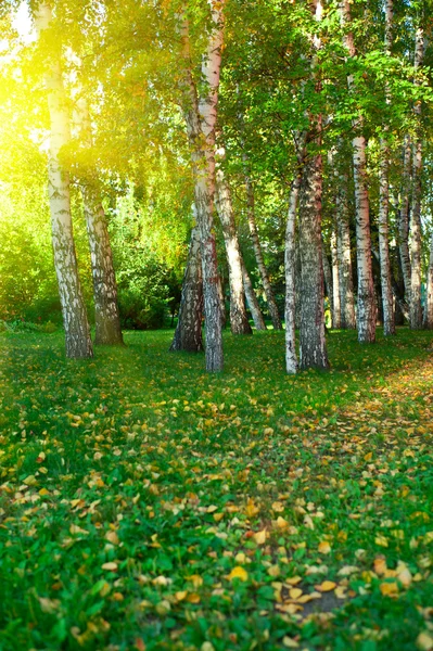 Letní březový les — Stock fotografie