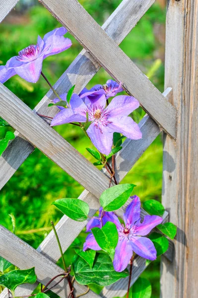 Flores púrpuras —  Fotos de Stock