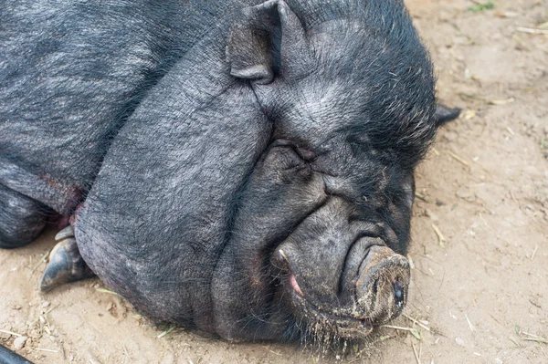 Cerdo negro — Foto de Stock