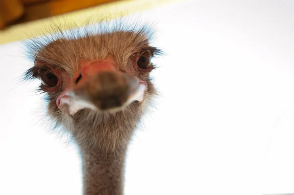 Ostrich — Stock Photo, Image