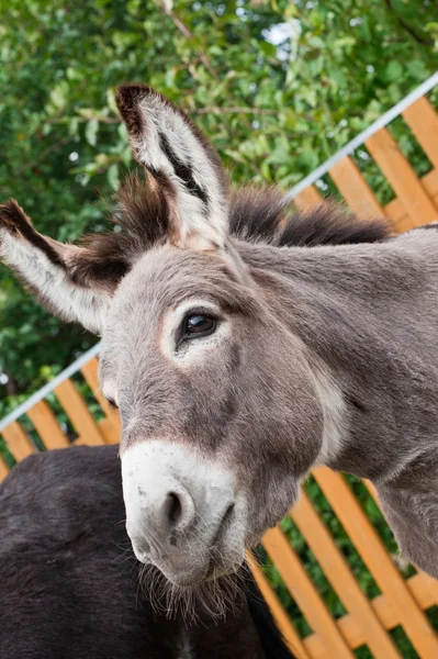 Donkey — Stock Photo, Image