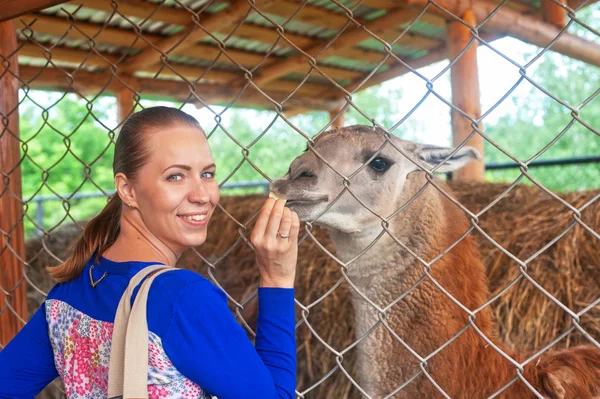 Feeding lama — Stock Photo, Image