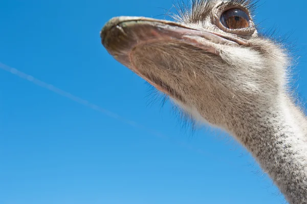 Ostrich — Stock Photo, Image