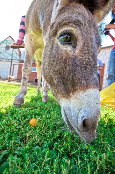 Donkey — Stock Photo, Image