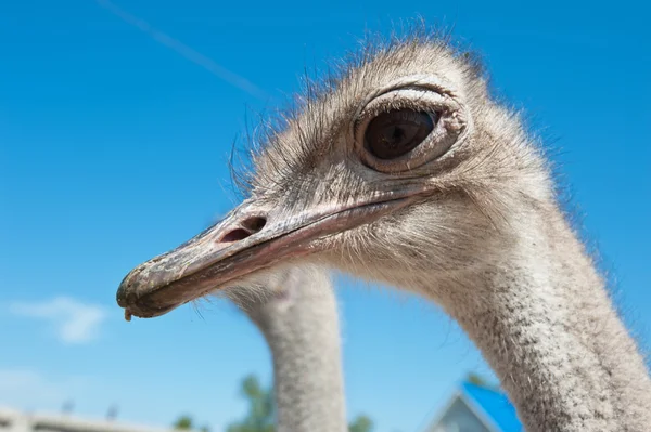 Ostrich — Stock Photo, Image