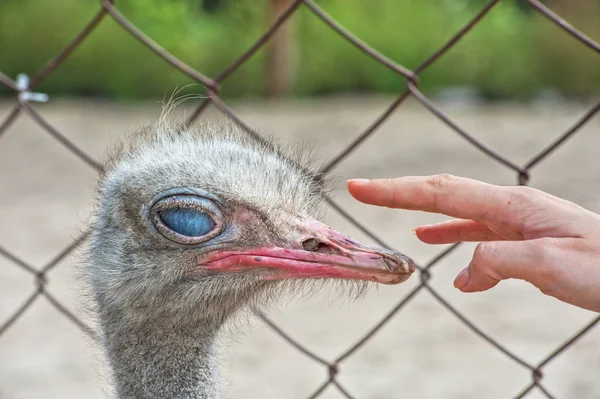 Struisvogel — Stockfoto