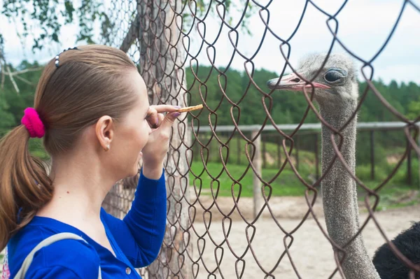 Feeding ostrich — Stock Photo, Image