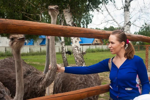 Feeding ostrich — Stock Photo, Image