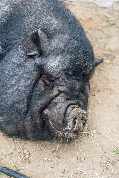 Cerdo negro — Foto de Stock