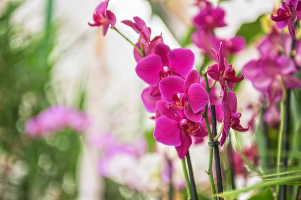 蘭の花 — ストック写真