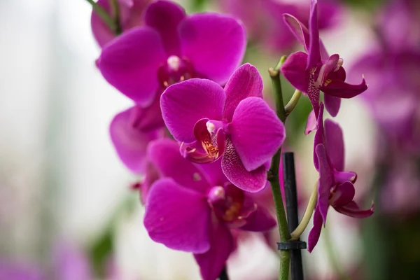Orchidées — Photo