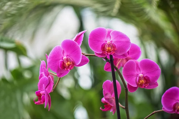 Orchideeën — Stockfoto