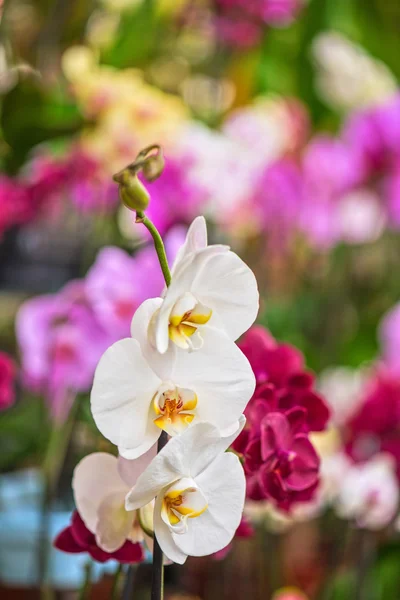 Orchideje — Stock fotografie