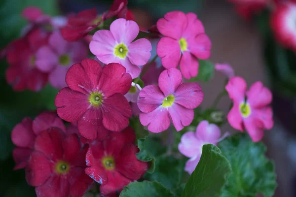 In de tuin — Stockfoto