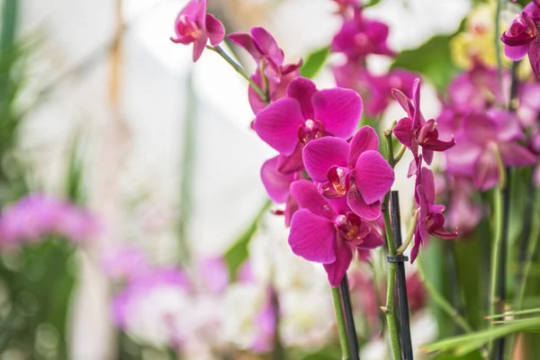 Orchideeën — Stockfoto