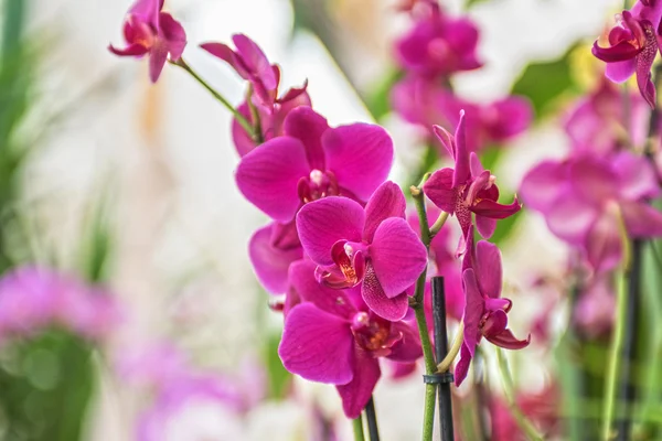 Orchideeën — Stockfoto