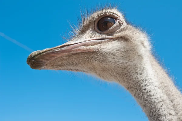 Ostrich — Stock Photo, Image