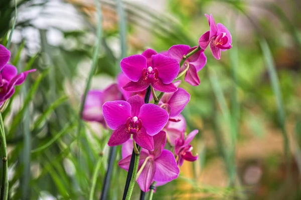 Orchideeën — Stockfoto