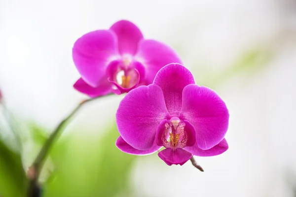 Orchidées — Photo