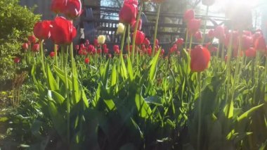 Yıldız patlaması güneş ile kırmızı renkli Lale alan