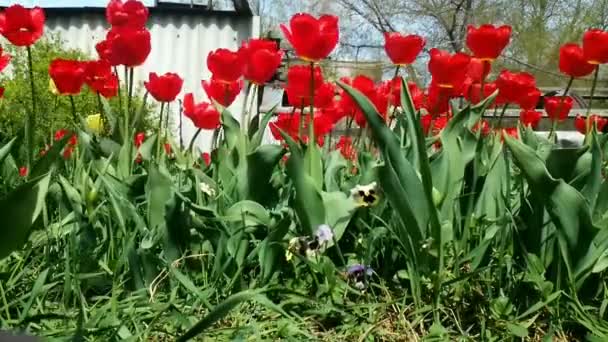 Pole czerwone barwne tulipany z gwiazda słońce — Wideo stockowe