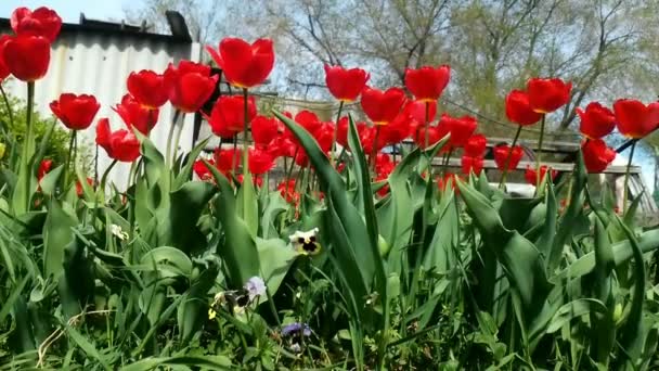 Field of red colored tulips with starburst sun — Stock Video