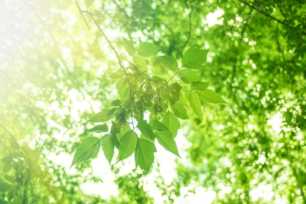 Green leaves background