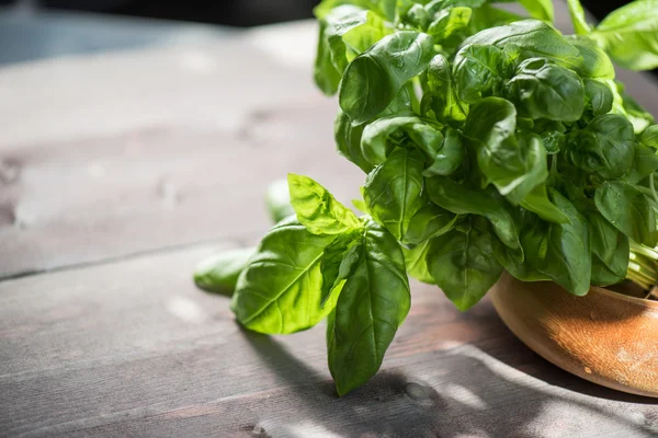 Albahaca orgánica fresca — Foto de Stock