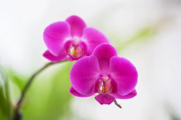 Orchideje — Stock fotografie