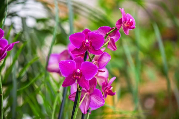 Orchideeën — Stockfoto