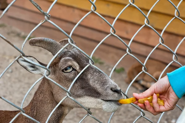 Feeding goat — Stock Photo, Image