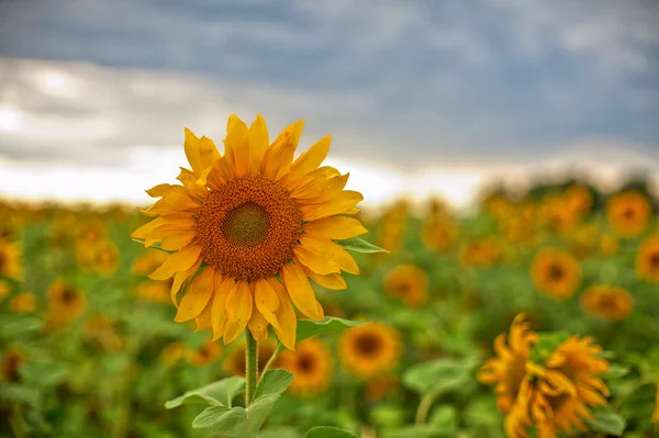 Sonnenblumen — Stockfoto