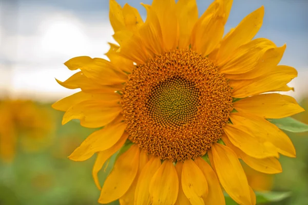 Sonnenblumen — Stockfoto