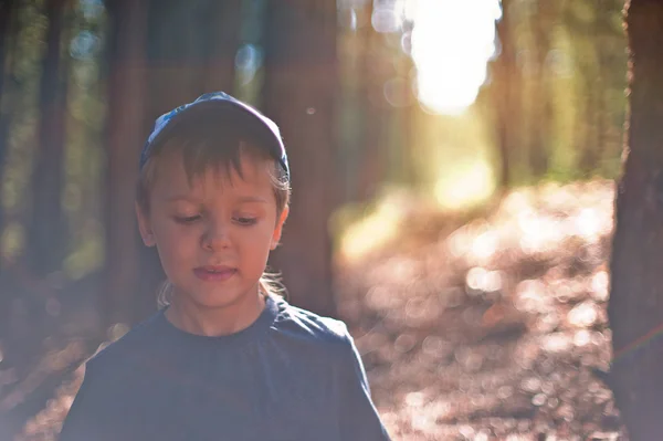 In het bos — Stockfoto