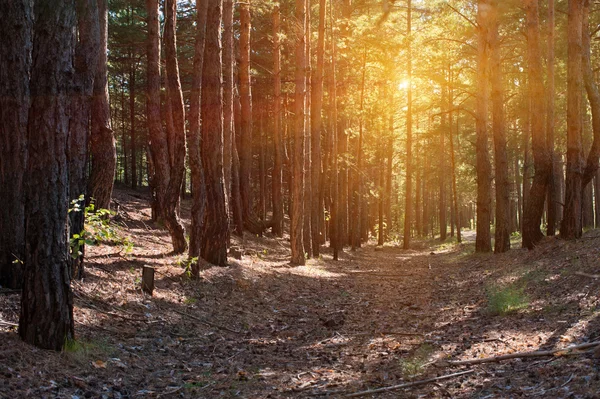 Skog — Stockfoto