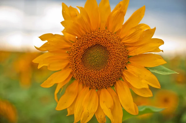 Sonnenblumen — Stockfoto