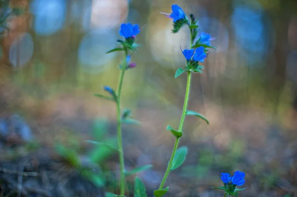 Flower — Stock Photo, Image