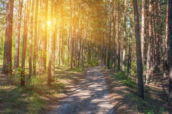 Wald — Stockfoto