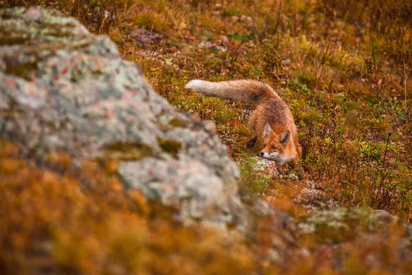 Röd räv — Stockfoto