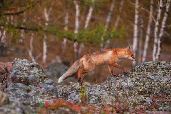 Red fox — Stock Photo, Image