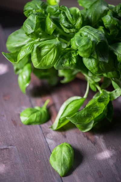 Albahaca orgánica fresca — Foto de Stock