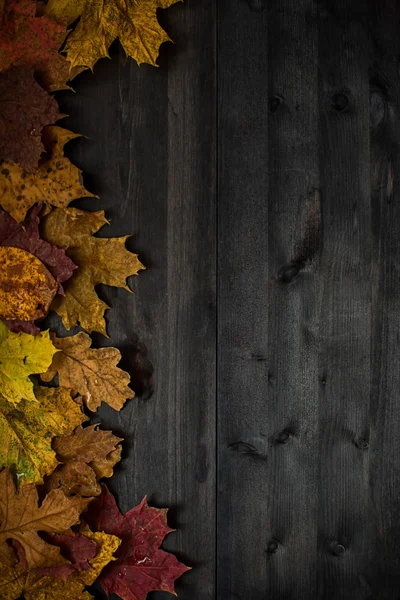 Wood hösten bakgrund — Stockfoto