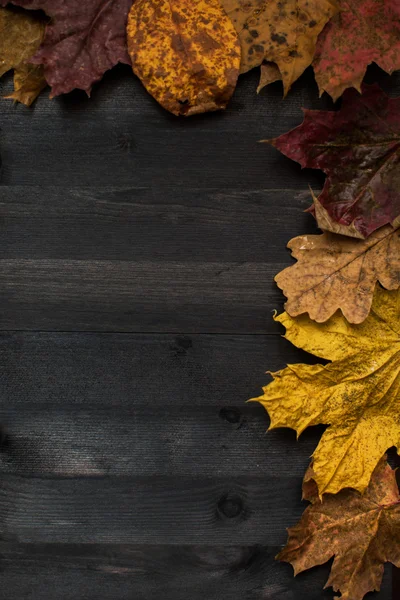 Wood hösten bakgrund — Stockfoto