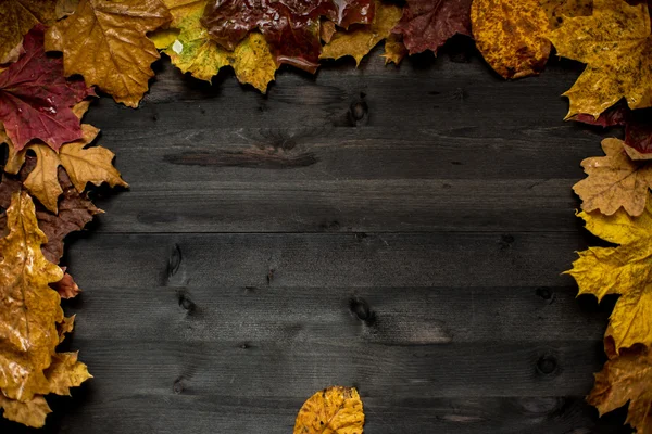 Wood hösten bakgrund — Stockfoto